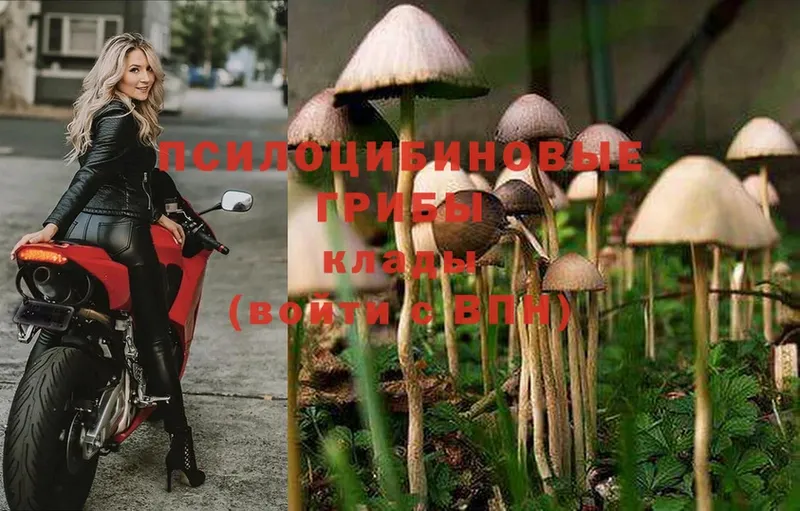 закладки  Новоузенск  Псилоцибиновые грибы Psilocybine cubensis 